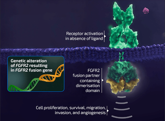 Abnormal FGFR2 signalling pathway