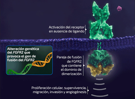 Vía de señalización del FGFR2 anómala