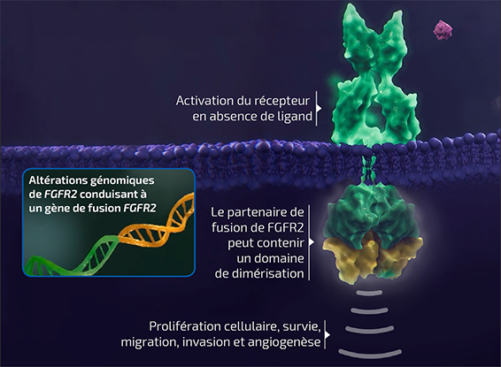 Voie de signalisation FGFR2 dérégulée