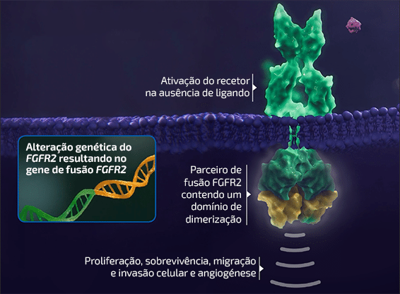 Vía de señalización del FGFR2 anómala