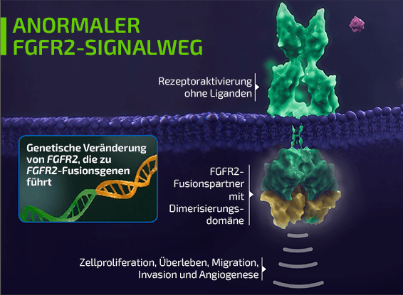 Anormaler FGFR2-Signalweg