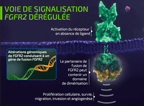 Abnormal FGFR2 Signalling Pathway