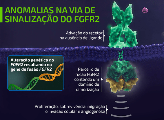 Abnormal FGFR2 Signalling Pathway