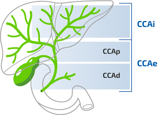 Liver Image