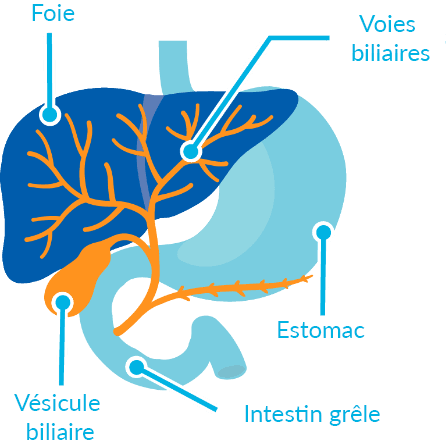 Que sont les voies biliaires ?