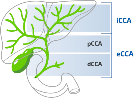 Diagram of liver and bile duct